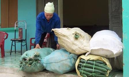 Eficiencia del modelo de alianza entre agricultores y empresas en Quang Nam - ảnh 3