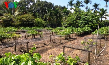 Un jardín de Cochinchina vietnamita en Hawái - ảnh 3