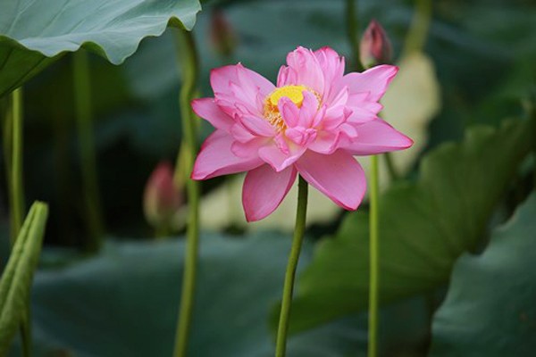 Temporada de flores de loto en Hanoi - ảnh 1