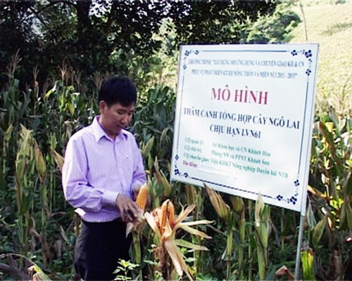 Fomentan nuevo campo en zonas montañosas de Khanh Hoa  - ảnh 2