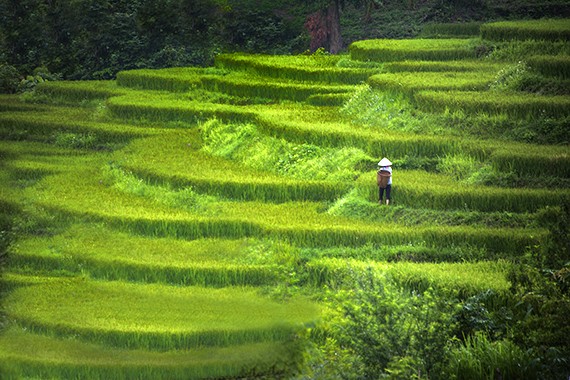 Hermoso Vietnam a través de la lente de turista estadounidense - ảnh 1