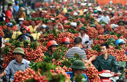 Oportunidades de exportaciones vietnamitas con el ejemplo del litchi  - ảnh 2