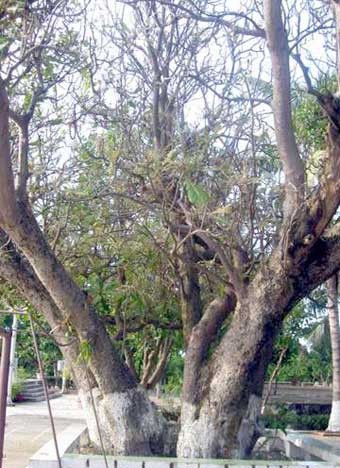 Árboles patrimoniales en Truong Sa - ảnh 3