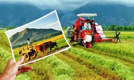 Fortalecen inversiones de empresas en el sector agrícola - ảnh 1