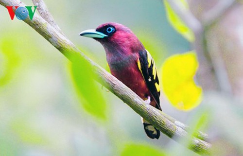 Especies de aves preciosas en Vietnam - ảnh 10