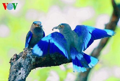 Especies de aves preciosas en Vietnam - ảnh 11