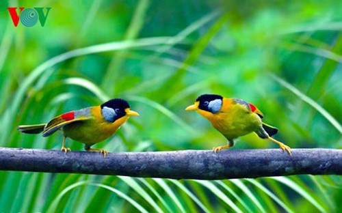 Especies de aves preciosas en Vietnam - ảnh 15