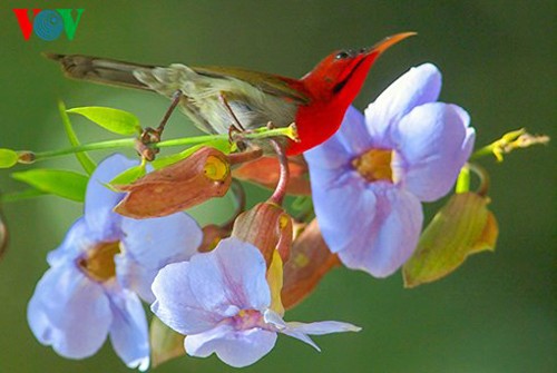 Especies de aves preciosas en Vietnam - ảnh 16