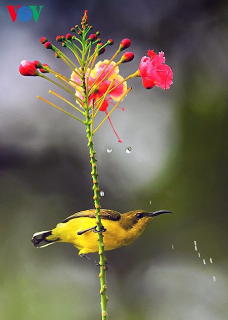Especies de aves preciosas en Vietnam - ảnh 17