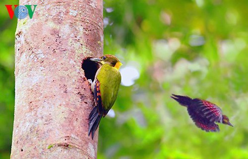 Especies de aves preciosas en Vietnam - ảnh 19