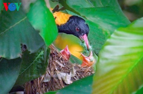Especies de aves preciosas en Vietnam - ảnh 20