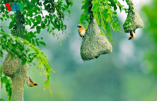 Especies de aves preciosas en Vietnam - ảnh 22