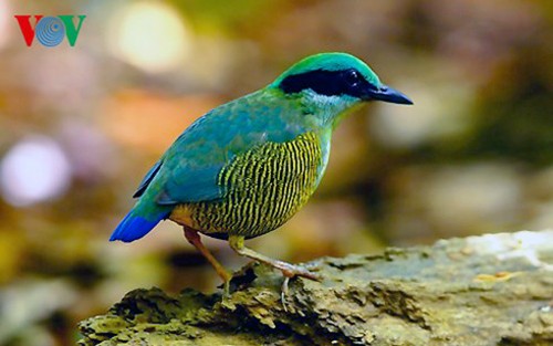 Especies de aves preciosas en Vietnam - ảnh 3