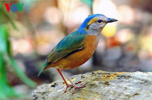 Especies de aves preciosas en Vietnam - ảnh 4