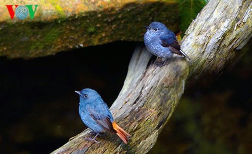Especies de aves preciosas en Vietnam - ảnh 6