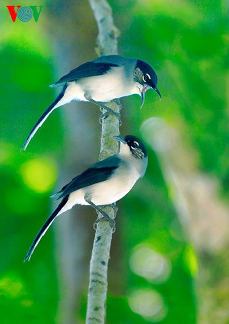 Especies de aves preciosas en Vietnam - ảnh 7