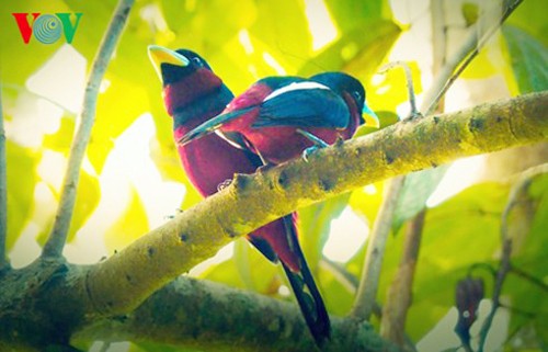 Especies de aves preciosas en Vietnam - ảnh 9