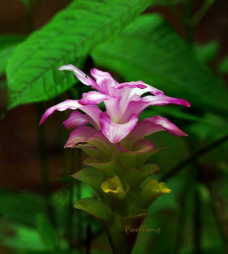 Flores raras en parque nacional Lo Go – Xa Mat  - ảnh 3