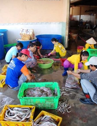 Economía marítima trae prosperidad a Ganh Hao - ảnh 2