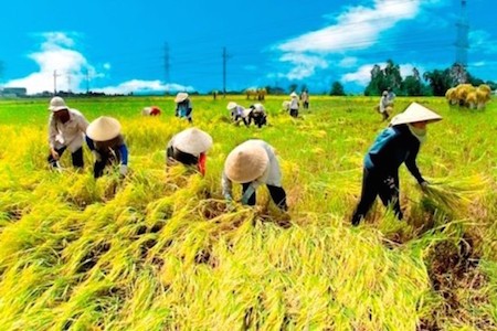 TPP – oportunidad para impulsar la reestructuración agrícola de Vietnam  - ảnh 2