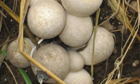 Cultivo de hongos de paja promete una vida más prospera para agricultores de Soc Trang - ảnh 1