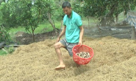 Cultivo de hongos de paja promete una vida más prospera para agricultores de Soc Trang - ảnh 3
