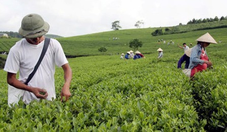 Cultivo del té con criterios sanitarios de VietGap brinda beneficios económicos para Tuyen Quang - ảnh 2
