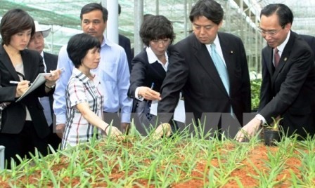Localidades vietnamitas y japonesas cooperan en el desarrollo agrícola  - ảnh 1