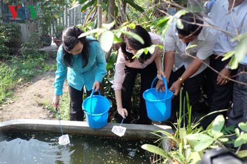 Lanzan campaña de exterminio de mosquitos en Ciudad Ho Chi Minh - ảnh 1
