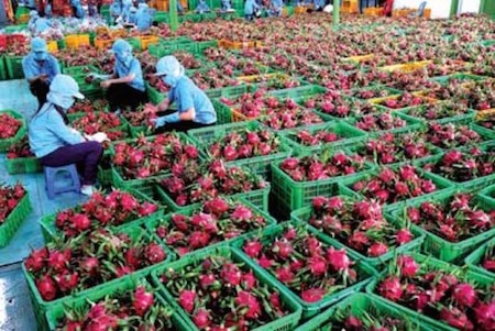Señales positivas de la exportación agrícola vietnamita en 2016 - ảnh 1