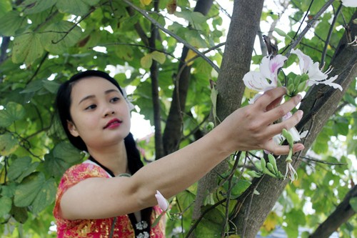 Manjares preparados con flores de Bauhinia en tierra septentrional de Vietnam - ảnh 3