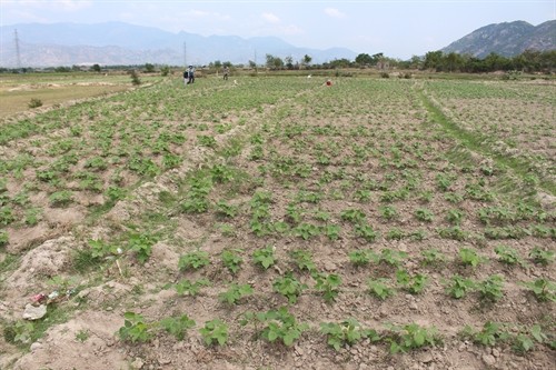 Provincia vietnamita cambia estructura de cultivo para adaptarse al cambio climático - ảnh 2