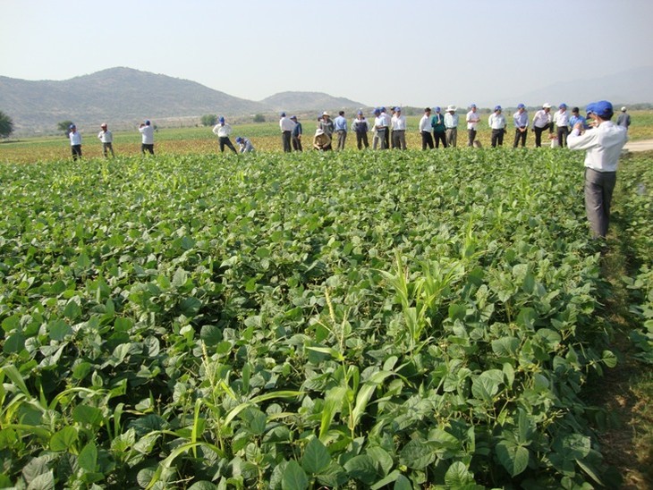 Provincia vietnamita cambia estructura de cultivo para adaptarse al cambio climático - ảnh 1