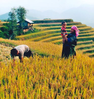 Comunidad étnica Mong se esfuerza por aumentar cosechas de arroz en terrazas  - ảnh 3