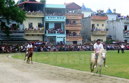 Carrera de caballos de Bac Ha 2016 atrae a más de diez mil visitantes - ảnh 1