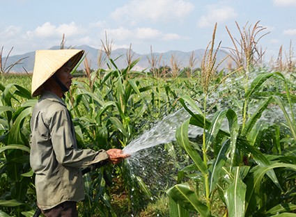 Cambio de estructura del cultivo, camino correcto de comuna Tan Nghia - ảnh 1