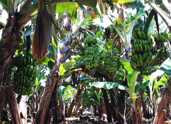 Banano, planta mágica en reducción de la pobreza para pobladores étnicos   - ảnh 3