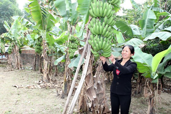 Banano, planta mágica en reducción de la pobreza para pobladores étnicos   - ảnh 1