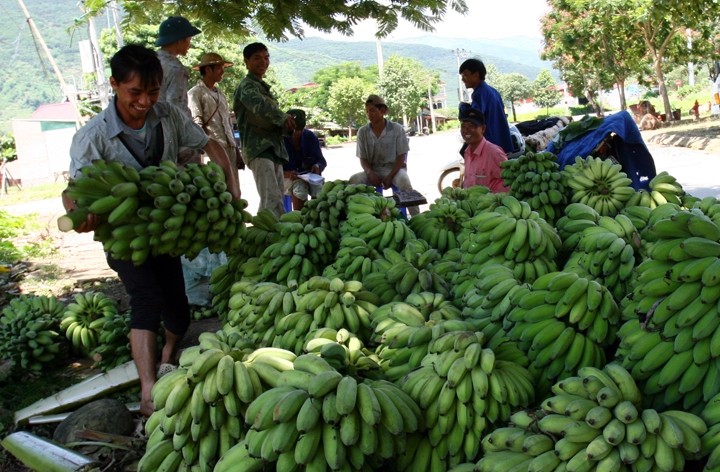 Banano, planta mágica en reducción de la pobreza para pobladores étnicos   - ảnh 2