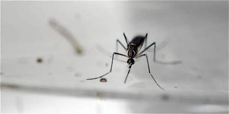 Colombia declara fin de la epidemia del zika - ảnh 1