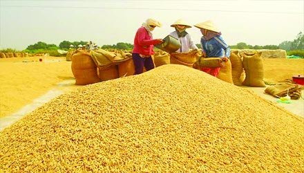 Thai Binh, una tierra rural y tranquila - ảnh 1