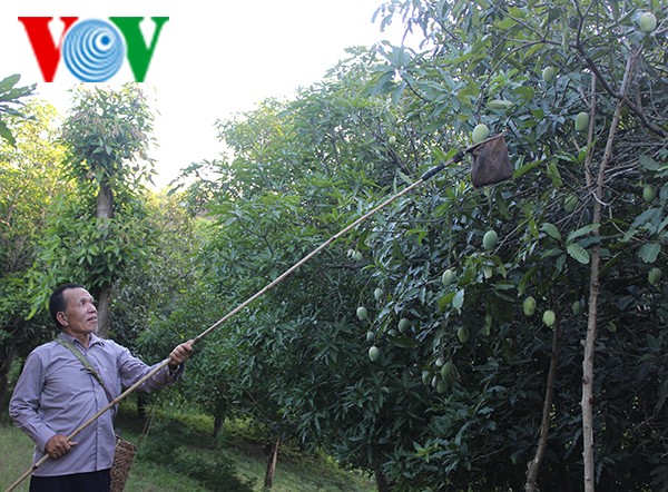 Cultivadores de Son La tratan de proteger y desarrollar el mango de Yen Chau - ảnh 2