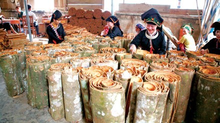 Producción de canela ayuda a étnicos de Yen Bai a escapar de la pobreza - ảnh 2