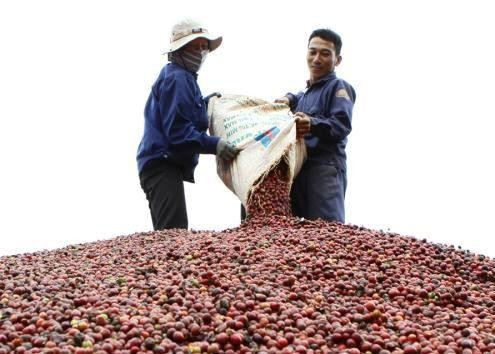  Dak Lak avanza hacia el cultivo sostenible de café  - ảnh 1