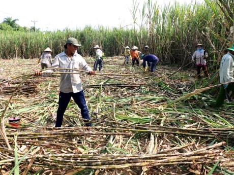 Hau Giang se esfuerza por lograr 70% de agricultores exitosos - ảnh 1