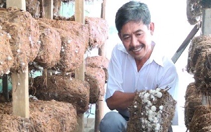 Cultivar setas de paja en casa promueve vida prospera en Dong Thap - ảnh 1