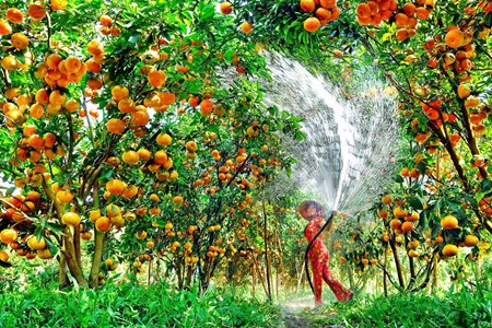 Lai Vung, el reino de las mandarinas - ảnh 1