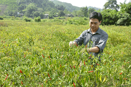 Promueven conexión de empresas con agricultores en Bac Kan  - ảnh 1
