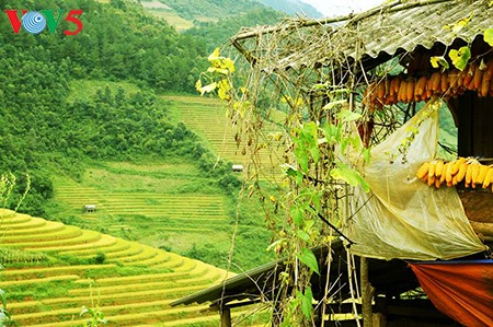 Terrazas de arroz en Mu Cang Chai, paisaje majestuoso del noroeste vietnamita - ảnh 2
