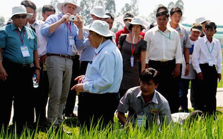 Promueven producción de arroz según estándares internacionales - ảnh 1
